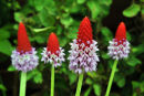 Four Primulas