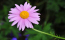 Magenta Ox-eye-daisy