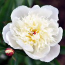 White Peony