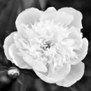 White Peony Black and White