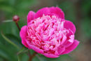 Red Peony