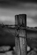Rusty Barbed Wire in Black & White