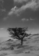 A blizzard on Dartmoor