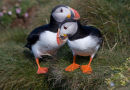 The Atlantic Puffin (Fratercula arctica)