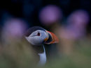 Icelandic Puffin (Fratercula arctica) taken through thrift at Látrabjarg