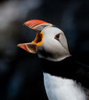 The Atlantic Puffin (Fratercula arctica)