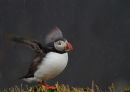 Puffin in the rain