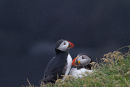 Pair of Puffins sheltering from the rain