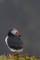 Wet & Windy Puffin!