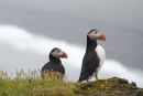 Puffins looking out over the black beaches and surf