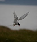 The Arctic Tern (sterna paradisaea) hovering above it's nest