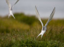 The Arctic Tern (sterna paradisaea)