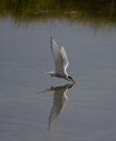 The Arctic Tern (sterna paradisaea)