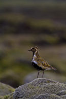 Golden Plover
