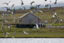 The Arctic Tern (sterna paradisaea) takes flight