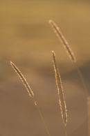 Back lit grass