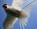 Attacking Arctic Tern (sterna paradisaea)
