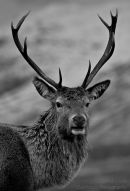 The Kings House stag
