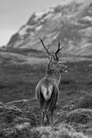 The Kings House Stag again..........