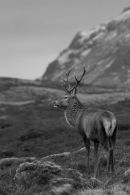 a Majestic Kings House Stag