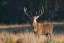 Red Deer