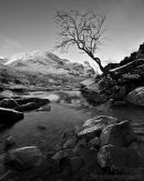 'The' Glencoe Tree