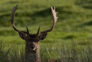 Red Deer at Lyme Park