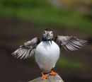 A puffed up Puffin!