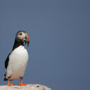Farne Island Puffin