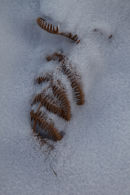 Bracken in the snow