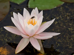 Pink Water Lily