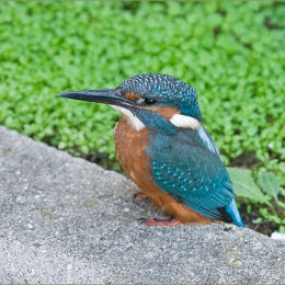 The Kingfisher.