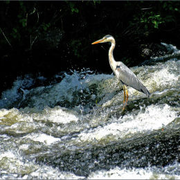 Gray Heron. River Charente. France.