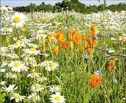 Field Of Flowers. Cognac. France.