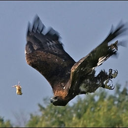 Golden Eagle. Weston Park. Shropshire. England.