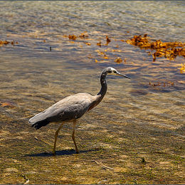 Heron. Palm Beach. Australia.