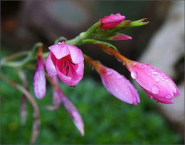 Kaffir Lily