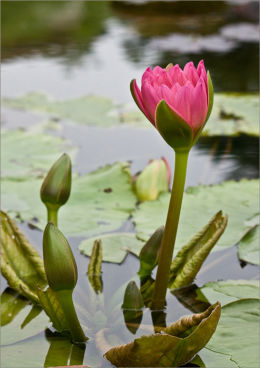 Red Water Lily