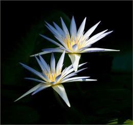 Blue Water Lillies