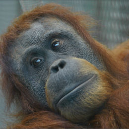 Orang Utang. Chester Zoo.