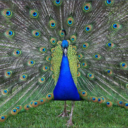 Peacock. Kew Gardens. England.