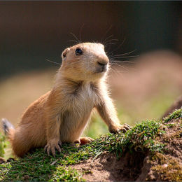 Prarie Marmot. Chester Zoo.