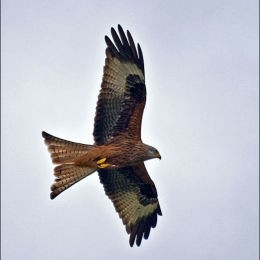 Red Kite. Wales.