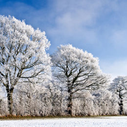 Three Trees
