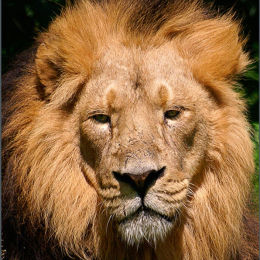 The Lion King. Chester Zoo. England.