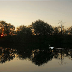 The Swan