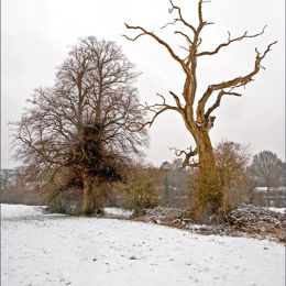 Tree Shapes.