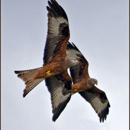 Two Red Kite. Wales.