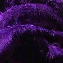Deep Purple Feathers