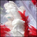 Red Feathers and Tassels